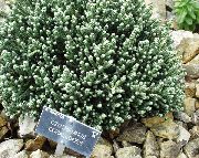 зелен  Helichrysum, Къри Растение, Безсмъртниче  снимка