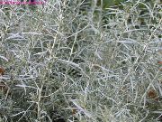 silvery Plandaí Helichrysum, Gléasra Curaí, Immortelle  grianghraf