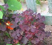 borgonha, clarete Planta Azeda De Madeira, Flor Whitsun, Snob Verde, Bela Adormecida (Oxalis) foto