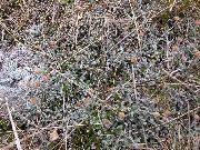 ვერცხლისფერი ქარხანა ახალი ზელანდია სპილენძის ღილაკები (Cotula leptinella, Leptinella squalida) ფოტო