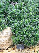 зелен Растение Lithodora Zahnii  снимка