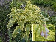 різнокольоровий Рослина Окопник Гібридний (Symphytum x uplandicum) фото