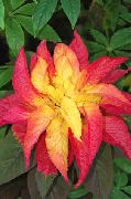 多色 プラント ヨセフのコート、噴水植物、夏のポインセチア、ハゲイトウ、中国のほうれん草、野菜アマランサス、eenのチョイ (Amaranthus-Tricolor) フォト