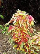多色 プラント ヨセフのコート、噴水植物、夏のポインセチア、ハゲイトウ、中国のほうれん草、野菜アマランサス、eenのチョイ (Amaranthus-Tricolor) フォト