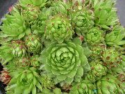 світло зелений Рослина Бороднік Шаріконосний (Jovibarba) фото