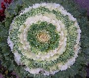 Blomstrende Kål, Ornamental Grønkål, Collard Cole hvid Plante