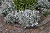 сребро Растение Прашни Милър, Сребро Ragwort (Cineraria-maritima) снимка