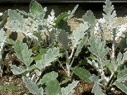 sidabrinis augalas Dulkėtas Miller, Sidabro Ragwort (Cineraria-maritima) nuotrauka