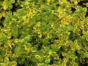 彩色 卉 柠檬百里香 (Thymus-citriodorus) 照片