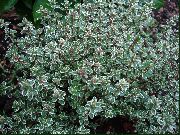    Thymus citriodorus 'Silver Queen'.    
