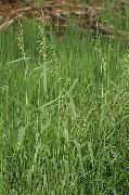 zelena Biljka Bowles Zlatna Trava, Zlatna Proso Trave, Zlatno Drvo Proso (Milium effusum) foto