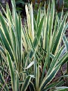 viacfarebný Rastlina Adamov Ihla, Spoonleaf Juka, Ihly, Dlaň (Yucca filamentosa) fotografie