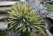 daugiaspalvis augalas Adomo Adata, Spoonleaf Jukos, Adatos Palmių (Yucca filamentosa) nuotrauka