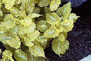 žltý Rastlina Mŕtvy Žihľava, Všimol Mŕtva Žihľava (Lamium-maculatum) fotografie