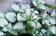wit Plant Dovenetel, Gevlekte Dovenetel (Lamium-maculatum) foto