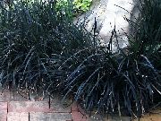 svart Anlegg Lilje-Turf, Slange Skjegg, Svart Drage, Svart Mondo Gress (Ophiopogon) bilde