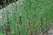 žalias augalas Plačialapių Cattail, Meldai, Kazokų Šparagai, Vėliavos, Nendrių Macis, Nykštukas Cattail, Grakštus Cattail (Typha) nuotrauka