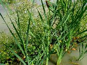 зелений Рослина Рогіз (Typha) фото