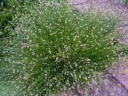 verde Planta Grama De Fibra Óptica, Sapal Bulrush (Isolepis cernua, Scirpus cernuus) foto