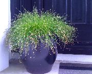 verde Planta Hierba De Fibra Óptica, Marisma Junco (Isolepis cernua, Scirpus cernuus) foto