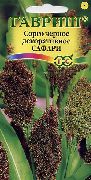 rudas augalas Šluota Kukurūzų (Sorghum) nuotrauka