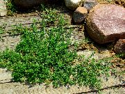 žalias augalas Sugniuždytas Ginčai (Polygonum aviculare) nuotrauka