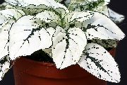 bela  Polka Dot Rastlina, Sončne Pege Obraz (Hypoestes) fotografija