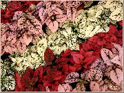 vermelho  Planta De Bolinhas, Rosto Sardento (Hypoestes) foto