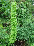 verde Planta Dioscorea Caucasica  foto