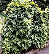 Caucasica Dioscorea oscuro-verde Planta