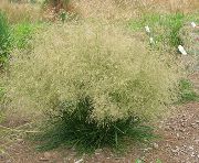 葱绿 卉 簇绒头发草（金黄色的头发草） (Deschampsia caespitosa) 照片