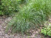 luz verde Planta Hairgrass Tufados (Hairgrass Dourado) (Deschampsia caespitosa) foto