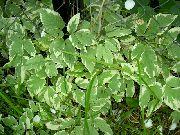 pestrobarevný Rostlina Biskupský Plevel, Goutweed, Pozemní Starší (Aegopodium podagraria) fotografie