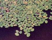 светло зелено Растение Brasenia, Вода Щит  снимка