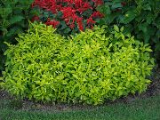 светло зелена Биљка Алтернантхера (Alternanthera) фотографија