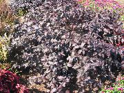 Alternanthera burgundy, claret Planta