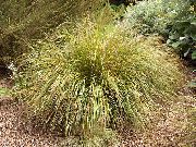 gelb Pflanze Fasanenschwanz Gras, Federgras, Neuseeland Wind Gras (Anemanthele lessoniana, Stipa arundinacea) foto