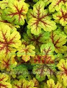 multicolorido Planta Heucherella, Sinos Espumosos  foto