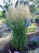 მწვანე ქარხანა ბუმბული Reed ბალახის, ზოლიანი ბუმბული Reed (Calamagrostis) ფოტო