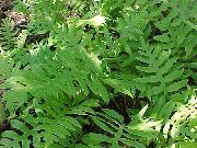 зелена Биљка Неттед Ланац Папрат (Woodwardia areolata) фотографија