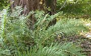 zielony Roślina Woodward Dziewicą (Woodwardia virginica) zdjęcie