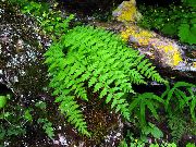 yeşil Bitki Woodsia  fotoğraf