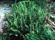 зелена Биљка Воодсиа (Woodsia) фотографија