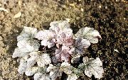сребрнаст Биљка Хеуцхера, Корални Цвет, Корала Звона, Алумроот (Heuchera) фотографија