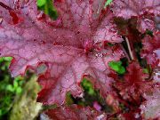 rood Plant Heuchera, Koraal Bloem, Koraal Klokken, Alumroot  foto