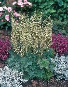 მწვანე ქარხანა Heuchera, მარჯანი ყვავილების, მარჯანი ზარები, Alumroot  ფოტო