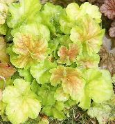 Heuchera, Korallenrote Blumen, Korallen Glocken, Alumroot hell-grün Pflanze