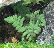 zöld Növény Mészkő Tölgy Páfrány, Illatos Tölgy Páfrány (Gymnocarpium) fénykép