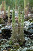 светло зелено Растение Шапки Кретена (Orostachys) снимка