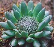 зелен Растение Шапки Кретена (Orostachys) снимка